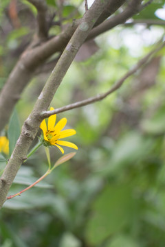 小菊花