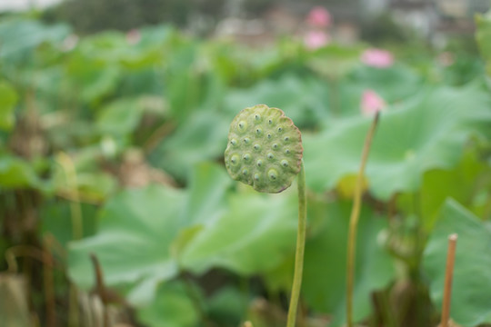莲蓬