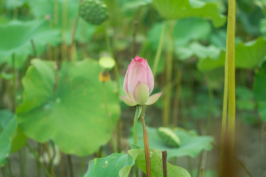 荷花