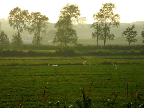 夕阳稻田里的白鹭