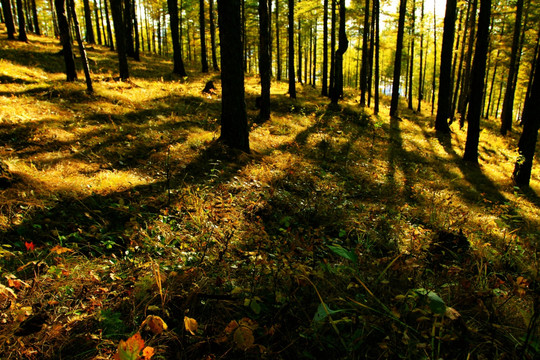 秋季森林