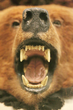张开大嘴的棕熊