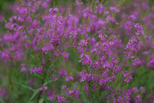 紫色花卉千屈菜