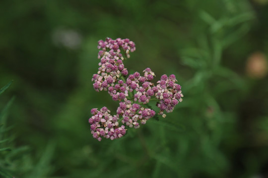 紫色的小花花簇