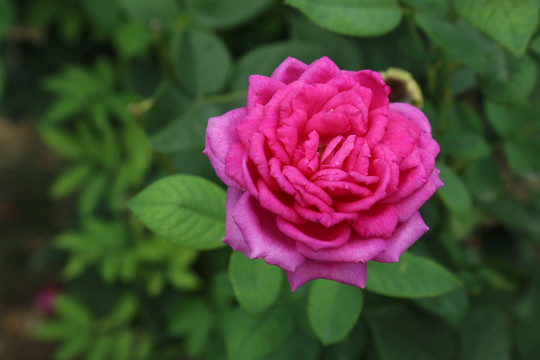 紫红色月季花花朵