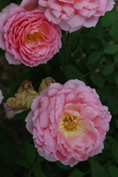 绽放的粉红多层的月季花花朵