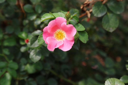 粉色的月季花花朵