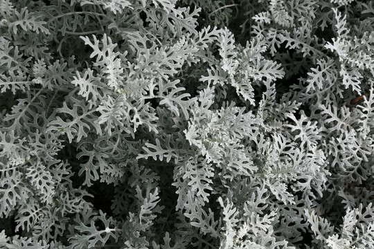 繁茂的银叶菊叶植物