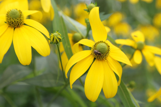 小蜜蜂和金光菊花朵