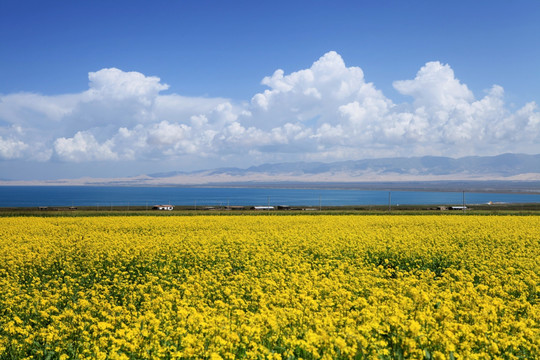 青海海湖一望无边的油菜花和美丽