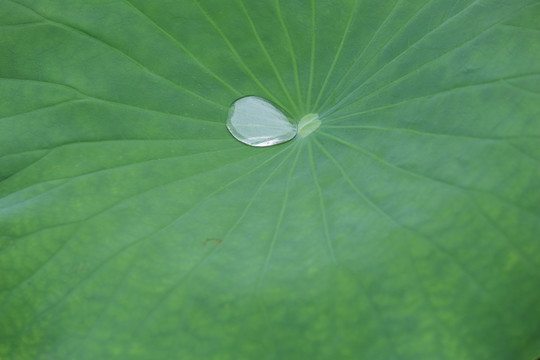 荷叶叶上的透明水珠