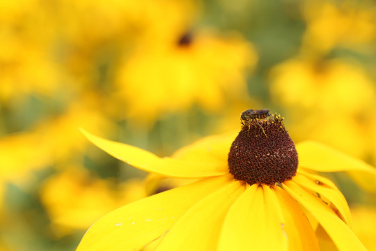 小蜜蜂在黄色黑心菊花上采蜜
