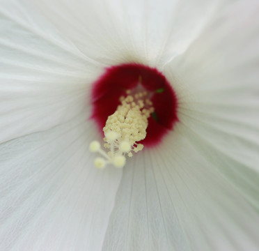 纯白色蜀葵花花心花蕊朵花