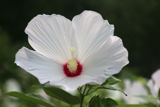 绽放的的白白色色蜀葵花花