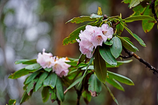 杜鹃花 杜鹃林 高山杜鹃花