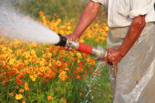 花农给花喷水撒水
