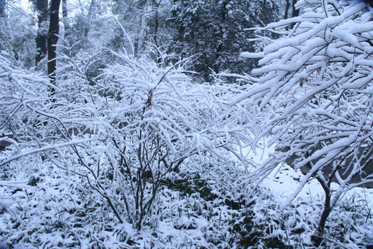 岳麓山雪景