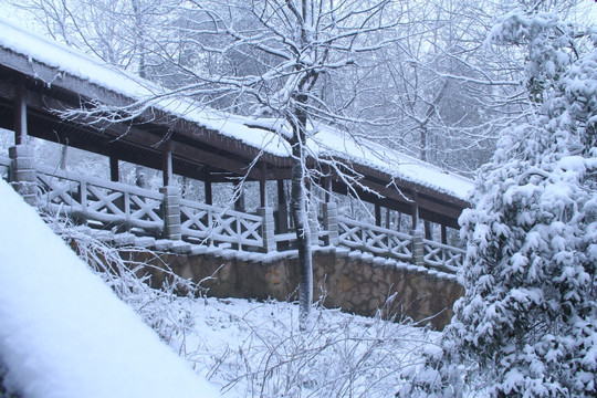 岳麓山冬天雪景