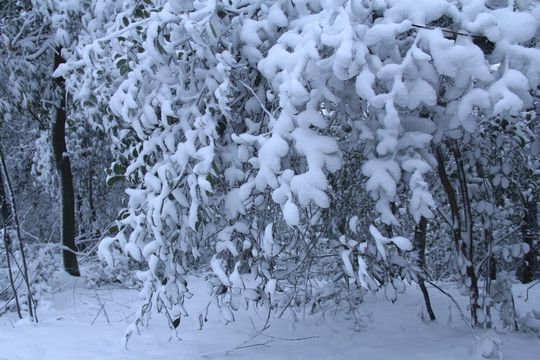 岳麓山冬天雪景