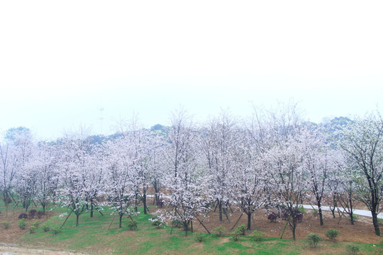 玉湖公园樱花