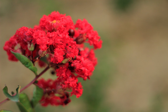 紫薇花