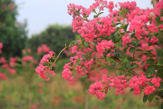 紫薇花