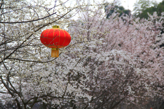 长沙园林生态园樱花