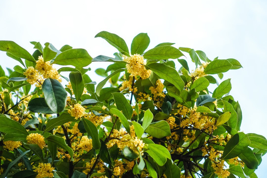 桂花盛开高清素材