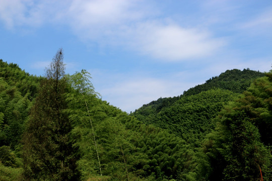 森林
