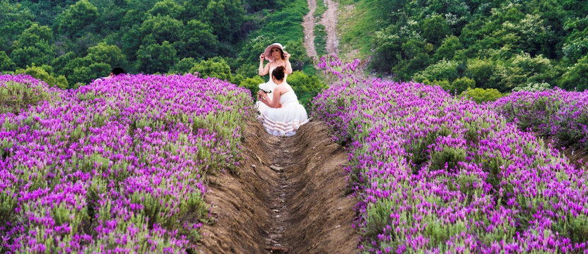 留影薰衣草花田