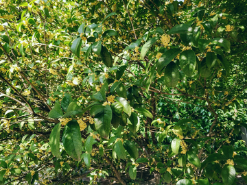 桂花树木