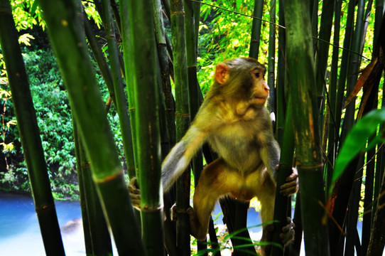三峡人家 猴 猴子