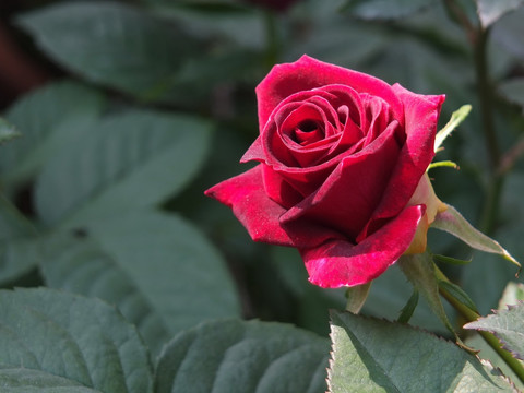 玫瑰花