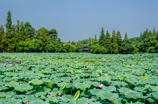 杭州曲院风荷 西湖荷花