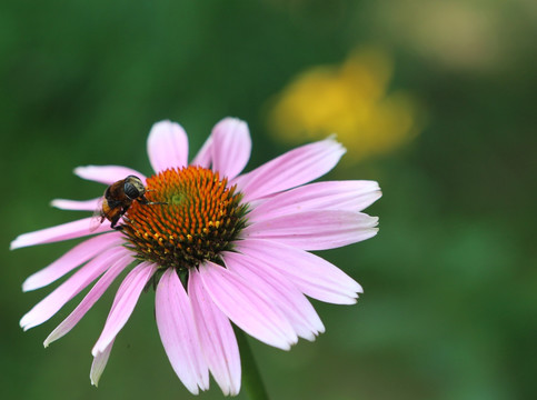绿色背景下的小蜜蜂和天人菊花朵