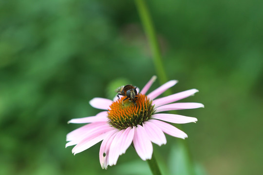 蜜蜂在天人菊花朵上采蜜