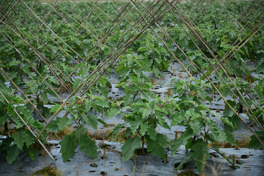 茄子地