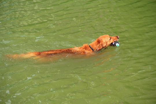 会游泳的狗