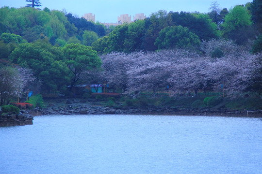 湖南省植物园樱花