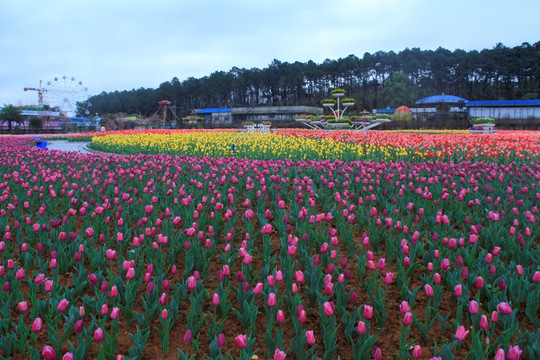 湖南省植物园郁金香花海