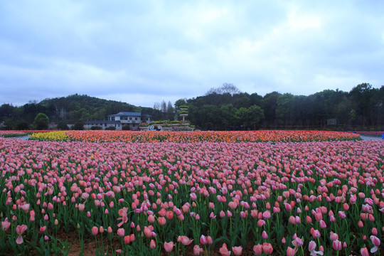 湖南省植物园郁金香花海