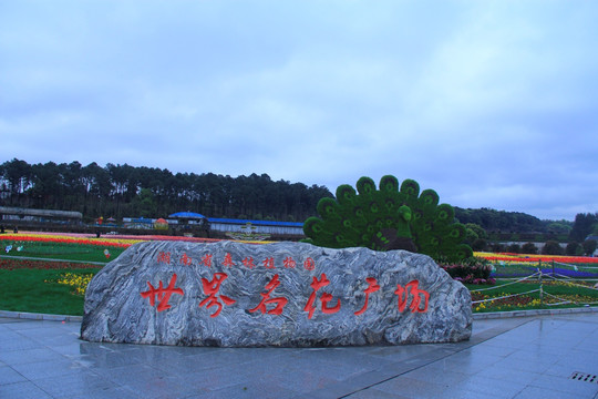 湖南省植物园郁金香花海