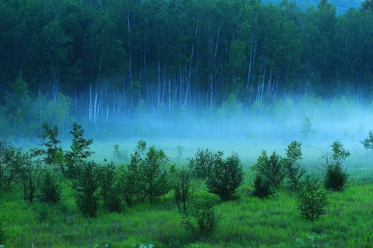 绿色树林夜雾升腾