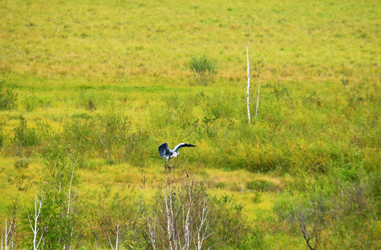 湿地草甸灰鹤