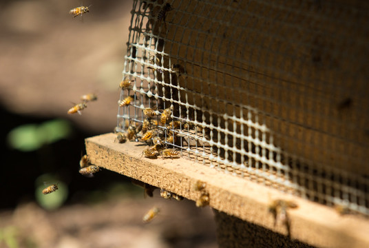 蜂箱 养蜂 蜜蜂