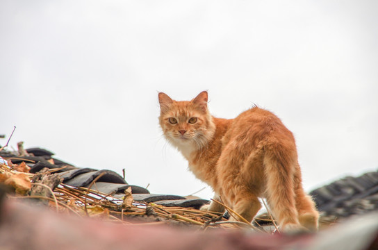 瓦房上的猫