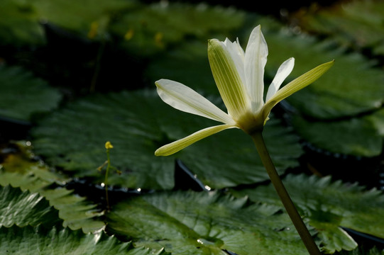 绽放的白莲花