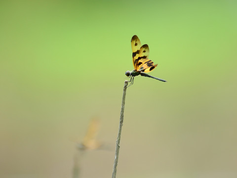 花蜻蜓