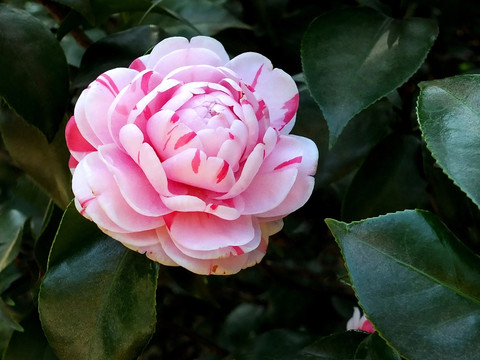 茶花