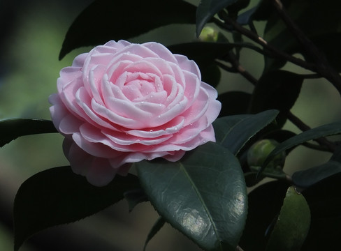 宫粉茶花